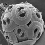 A coccolithophore