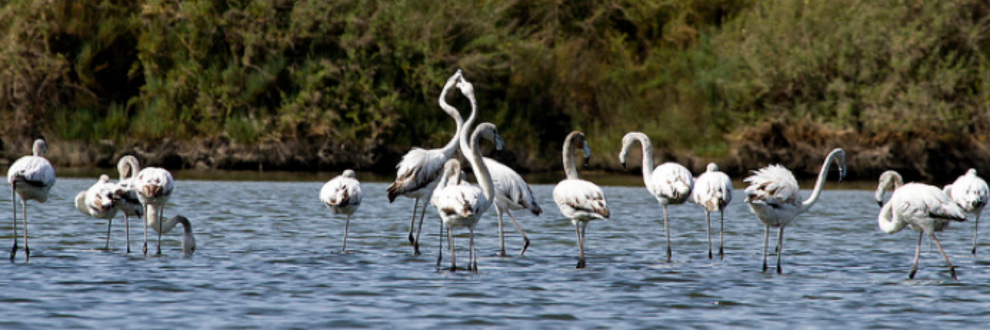 flamingos