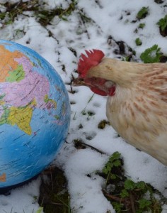Chicken and globe