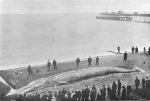 A sample image from the archive of a stranded whale on Bournemouth beach from 1890 (Source: Bournemouth University Library)
