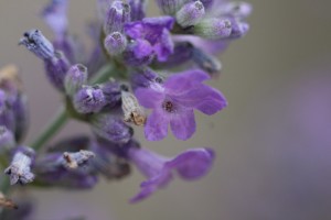 arjan-photo-flowers