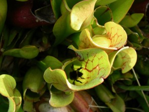 bee in pitcher