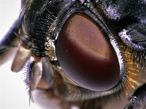The Compound Eye of Calliphora Vomitoria (a bluebottle fly)