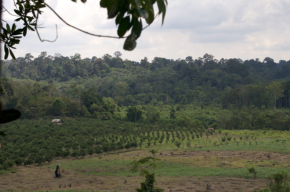 Of trees, climate, palm oil, primates and elephants