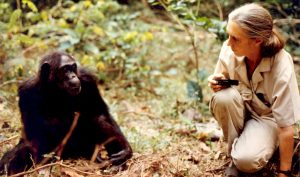 Jane Goodall with Fifi the Chimpanzee