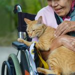 A woman in a wheelchair stroking a cat
