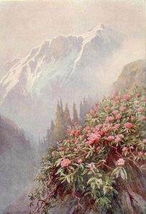Wild Rhododendrons in Kashmir 